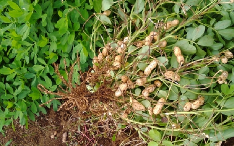 落花生（ピーナッツ）はコンパニオンプランツにもおすすめ！後作はよく育つ？植え方や収穫・食べ方まで